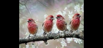 மனித நேயம்