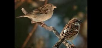 குருவிக்கார குமாரு..! – சிறுகதை- பொள்ளாச்சி அபி