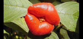 முத்தம்