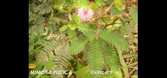 இயற்கை எழில்மிகு தொட்டாசிணுங்கி