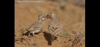 சிட்டுக்குப்பெண் பிறந்தாள், சிட்டுக்குப்பெண் பிறந்தாள்,