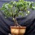 Bonsai மனங்கள்