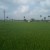 வயலின் வாரிசுகள்