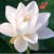 முயற்சி
