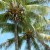 தென்னை மரம்
