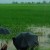 ஹைக்கூ சென்ரியு கவிஞர் இரா இரவி ஹைக்கூ சென்ரியு கவிஞர் இரா இரவி