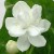முல்லைத் திருவிழா
