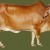 ஹைக்கூ  கவிஞர் இரா இரவி 